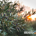 Beneficios de las aceitunas - Aceitunas Bravo