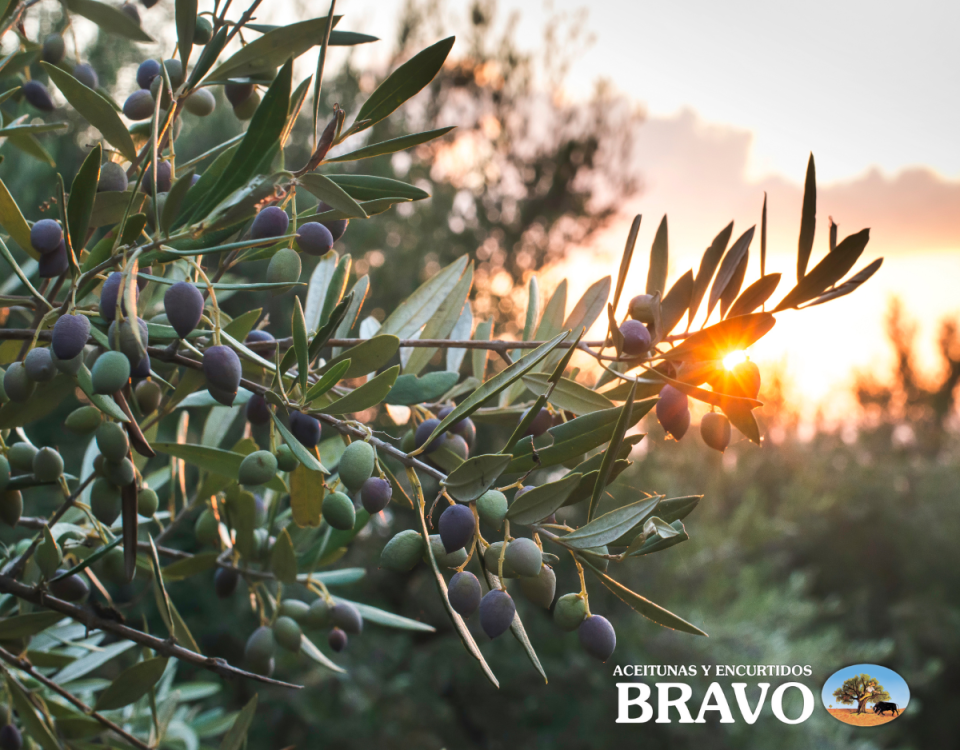Beneficios de las aceitunas - Aceitunas Bravo