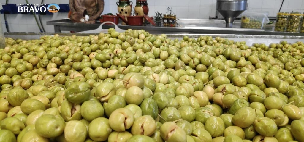 aceitunas aloreñas de Málaga D.O.P