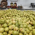 aceitunas aloreñas de Málaga D.O.P