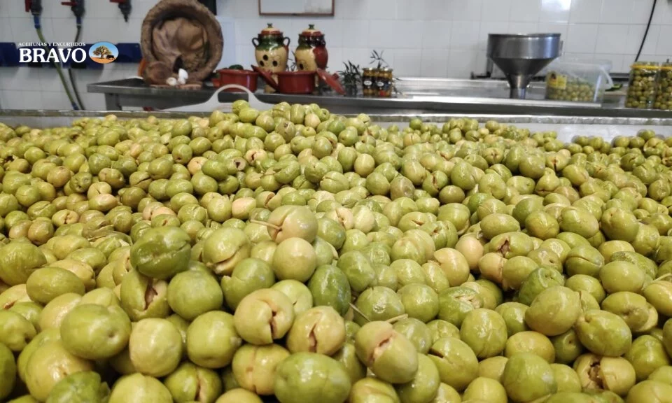 aceitunas aloreñas de Málaga D.O.P