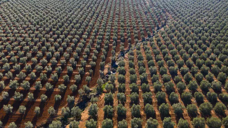 campo de olivos aceitunas aloreñas