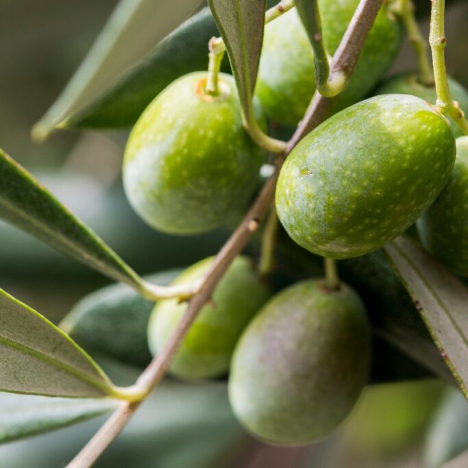 olivo de la aceituna gordal partida