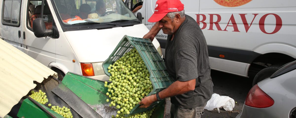 agricultor recolectando aceituna aloreña