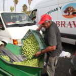 agricultor recolectando aceituna aloreña