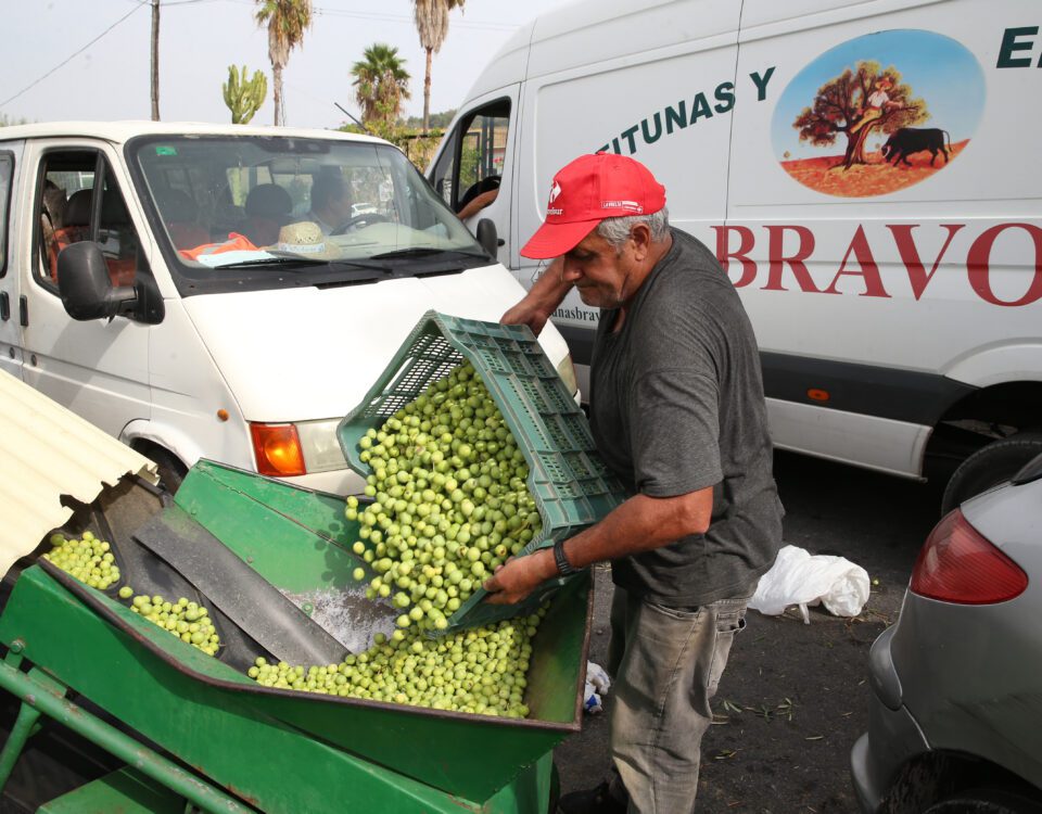 agricultor recolectando aceituna aloreña